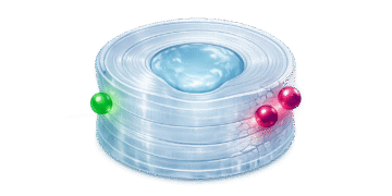 Antioxidants and Spinal Degeneration: What Science Says