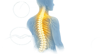 How Chiropractic May Support Nervous System Regulation