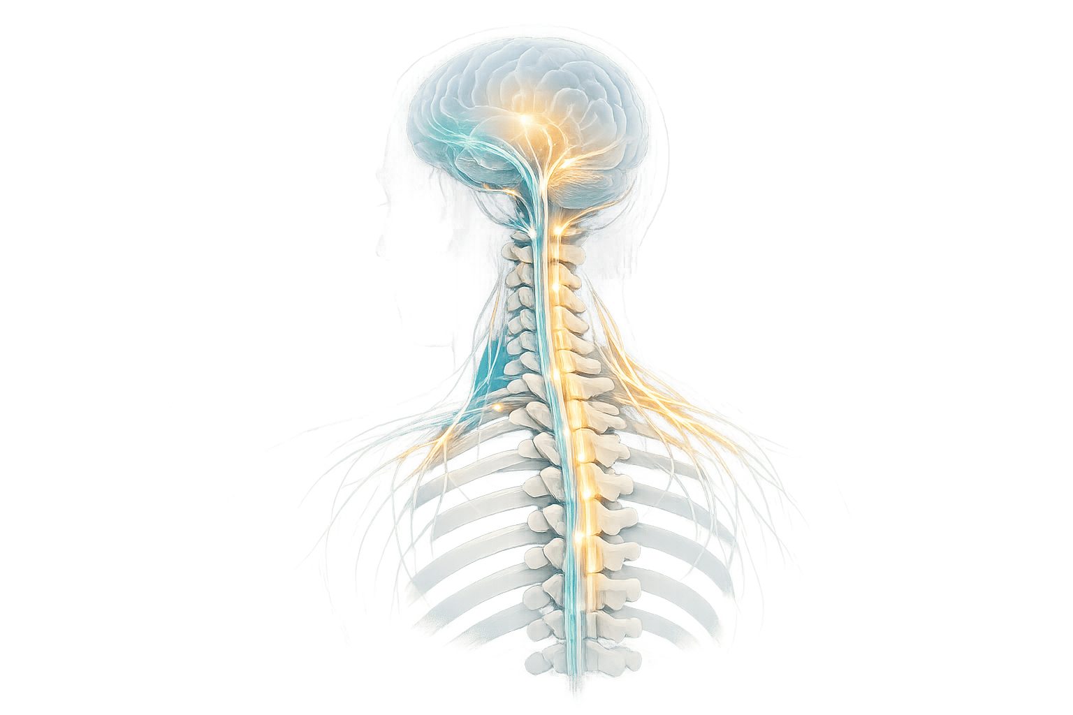 Chiropractic Adjustments and Neural Pathways